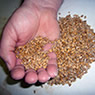wheat